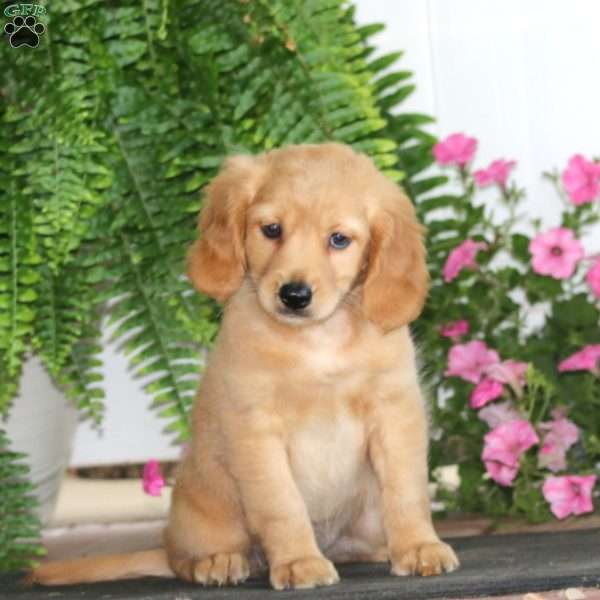 Rianna, Miniature Golden Retriever Puppy