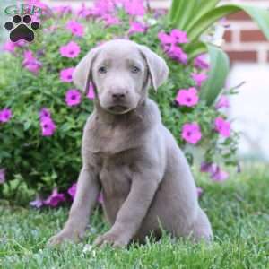 Rianna, Silver Labrador Retriever Puppy