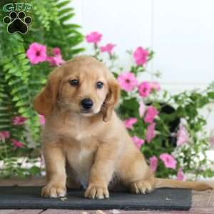 Rianna, Miniature Golden Retriever Puppy