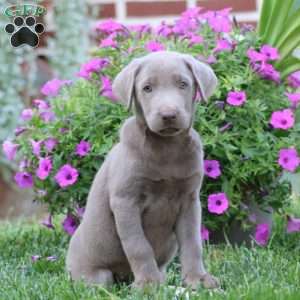Rianna, Silver Labrador Retriever Puppy