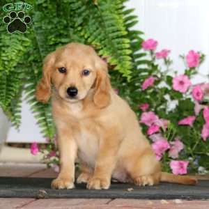 Rianna, Miniature Golden Retriever Puppy