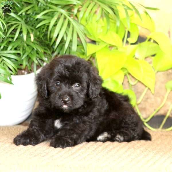 Ricco, Mini Labradoodle Puppy