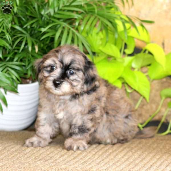 Ricky, Mini Labradoodle Puppy
