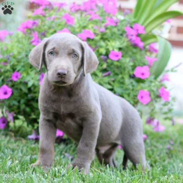 Ricky, Silver Labrador Retriever Puppy