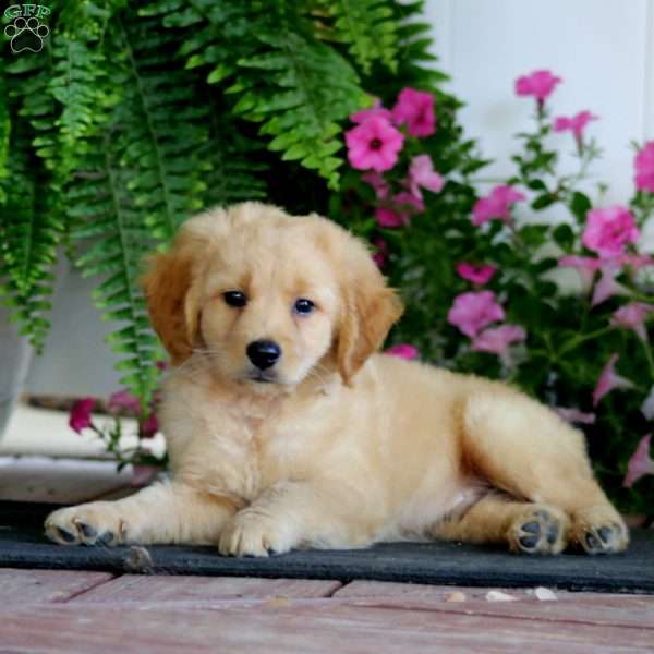 Ricky, Miniature Golden Retriever Puppy