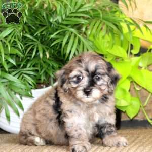 Ricky, Mini Labradoodle Puppy