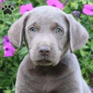 Ricky, Silver Labrador Retriever Puppy