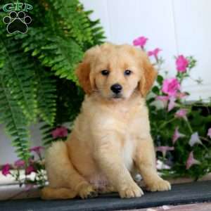 Ricky, Miniature Golden Retriever Puppy