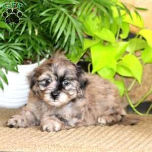 Ricky, Mini Labradoodle Puppy