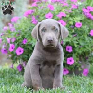 Ricky, Silver Labrador Retriever Puppy