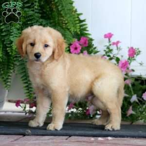 Ricky, Miniature Golden Retriever Puppy