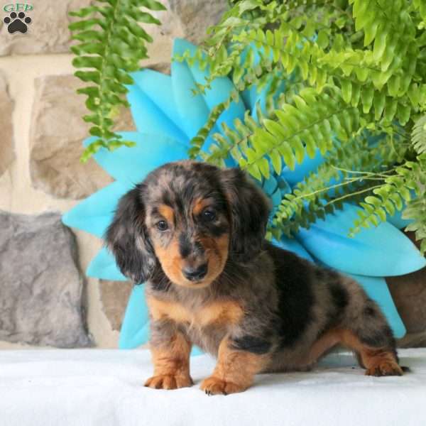 Ricotta-Mini, Dachshund Puppy