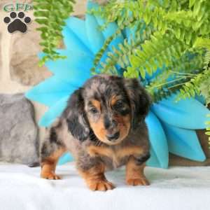 Ricotta-Mini, Dachshund Puppy