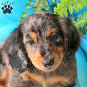 Ricotta-Mini, Dachshund Puppy