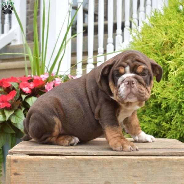 Ridley, English Bulldog Puppy