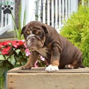 Ridley, English Bulldog Puppy