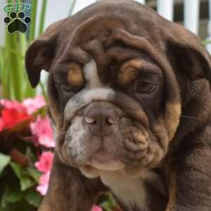 Ridley, English Bulldog Puppy