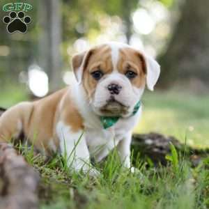 Riley, Beabull Puppy