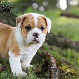 Riley, Beabull Puppy