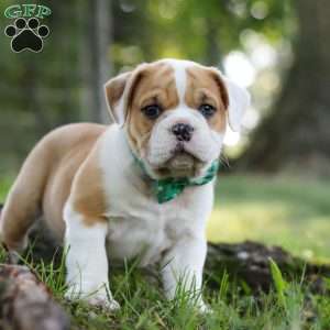 Riley, Beabull Puppy