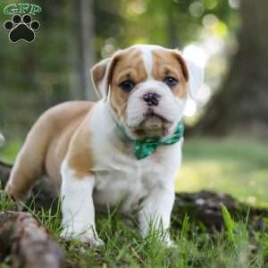 Riley, Beabull Puppy