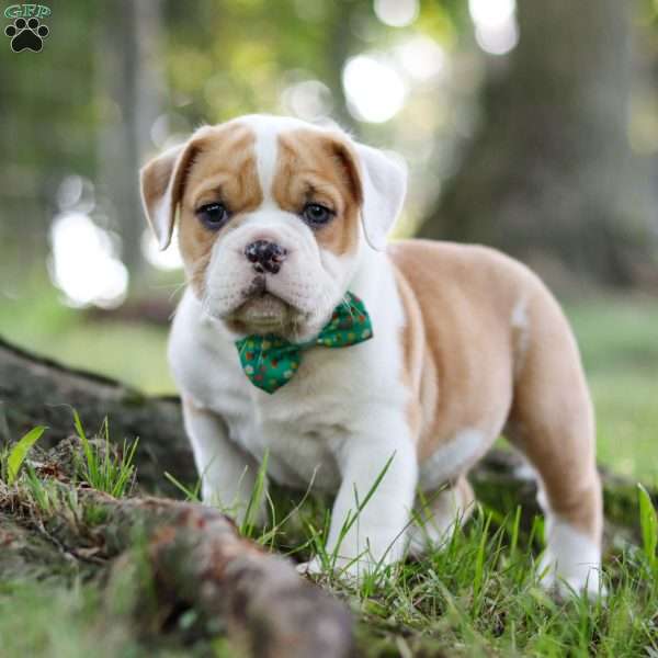 Riley, Beabull Puppy