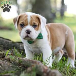 Riley, Beabull Puppy