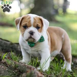 Riley, Beabull Puppy