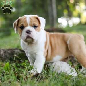 Riley, Beabull Puppy