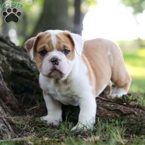 Riley, Beabull Puppy