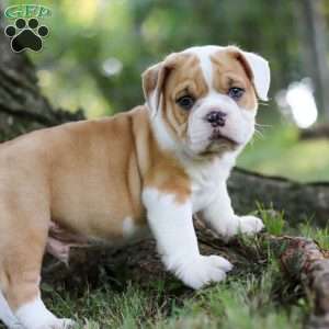 Riley, Beabull Puppy
