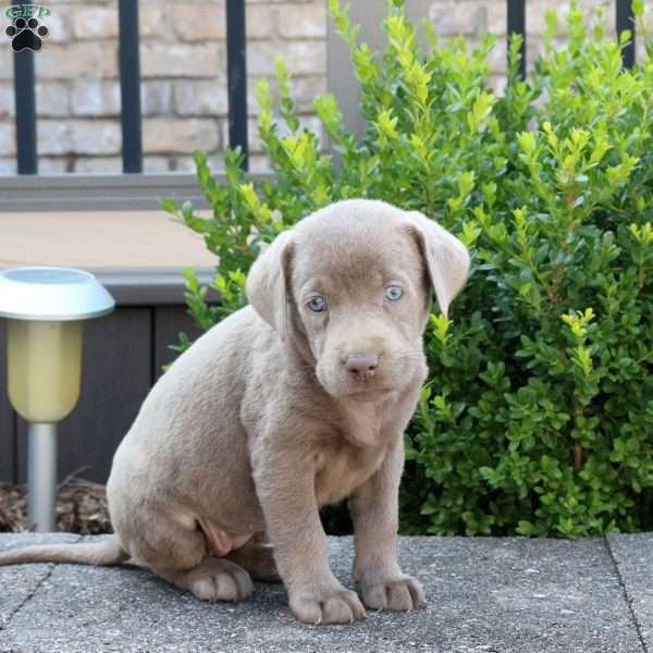Riley, Silver Labrador Retriever Puppy
