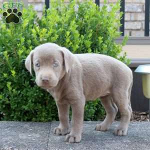 Riley, Silver Labrador Retriever Puppy