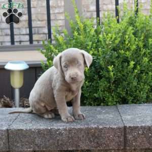 Riley, Silver Labrador Retriever Puppy