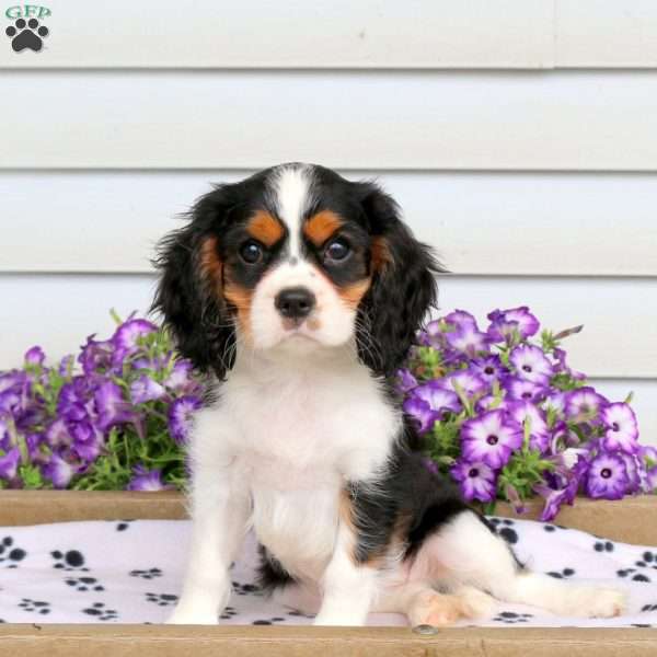 Riley, Cavalier King Charles Spaniel Puppy