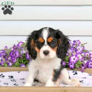 Riley, Cavalier King Charles Spaniel Puppy