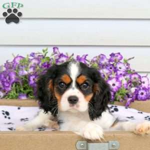 Riley, Cavalier King Charles Spaniel Puppy
