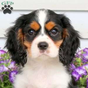 Riley, Cavalier King Charles Spaniel Puppy