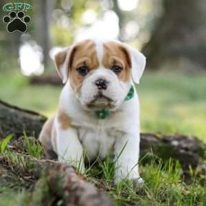 Riley, Beabull Puppy