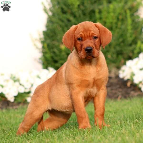 Rilynn, Fox Red Labrador Retriever Puppy