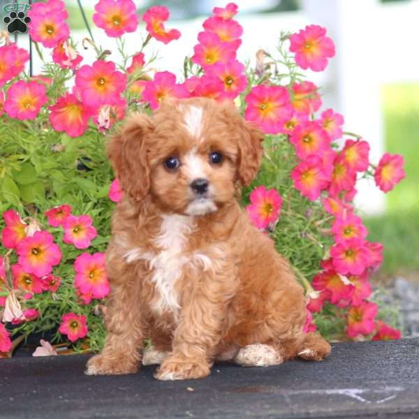 Rilynn, Cavapoo Puppy