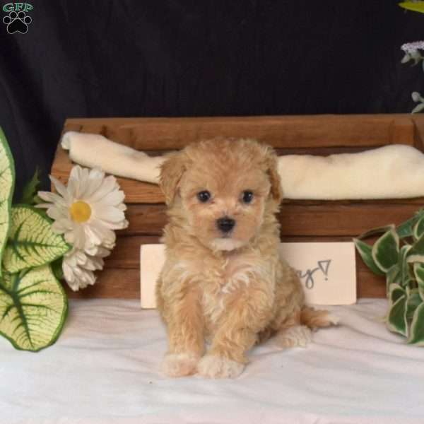 Rindy, Bich-Poo Puppy
