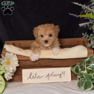 Rindy, Bich-Poo Puppy