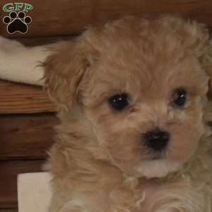 Rindy, Bich-Poo Puppy