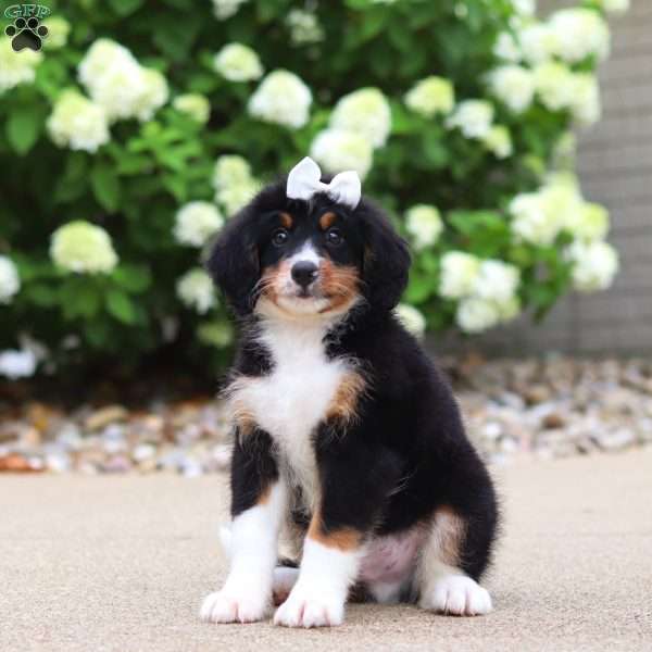 Ringo, Mini Bernedoodle Puppy