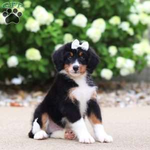 Ringo, Mini Bernedoodle Puppy
