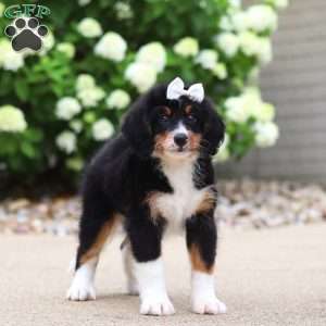 Ringo, Mini Bernedoodle Puppy