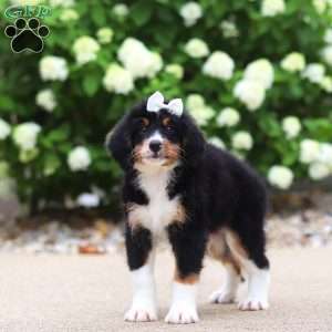 Ringo, Mini Bernedoodle Puppy
