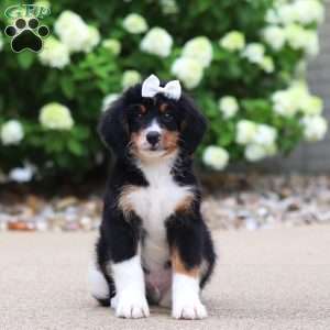 Ringo, Mini Bernedoodle Puppy