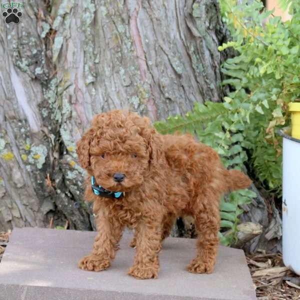 Rio, Miniature Poodle Puppy